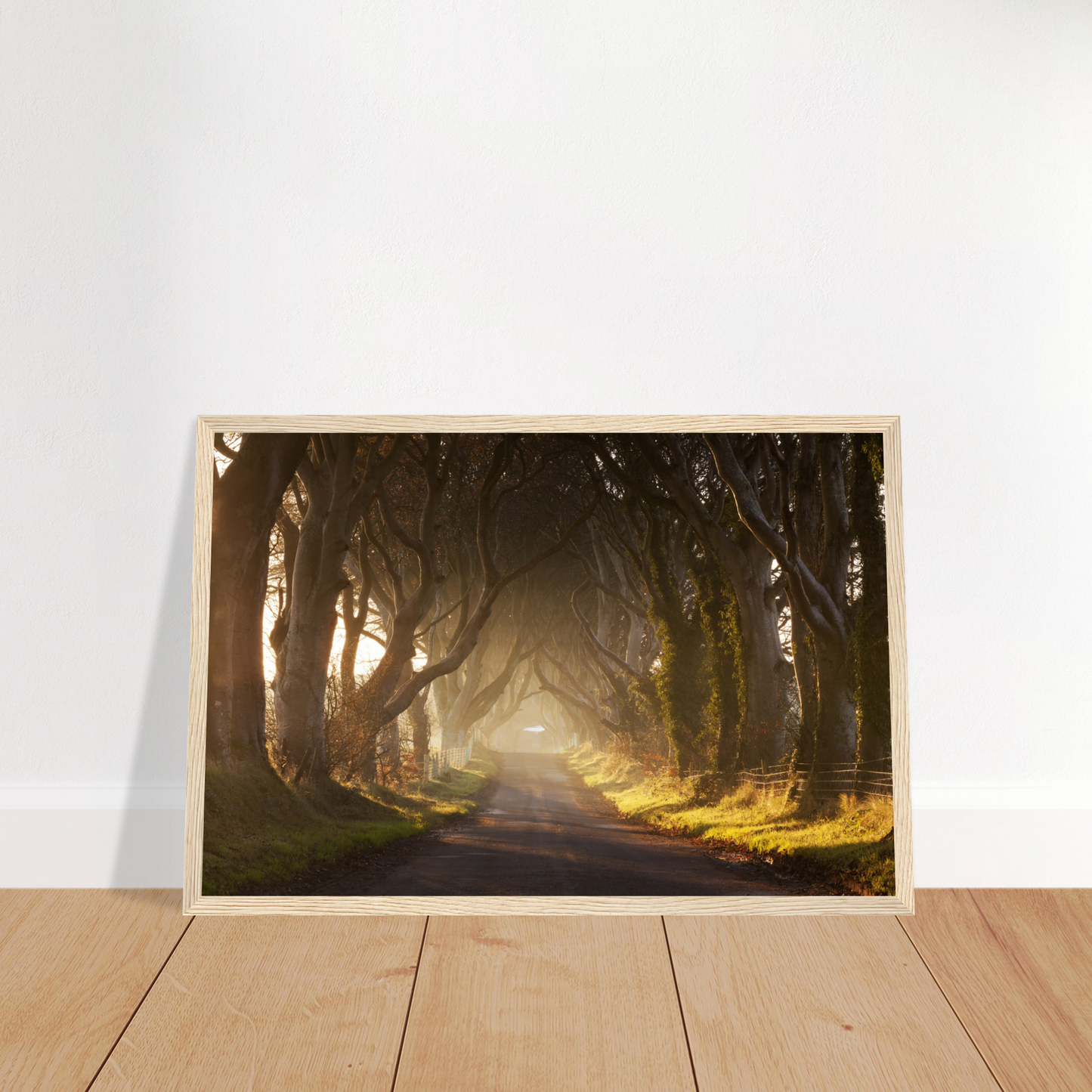 Dark Hedges, Ireland, Irish landscape Photography Prints Framed Photographic Print – view 11 | Buy Irish Art
