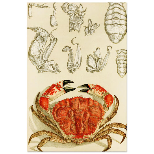 Crustacea III Art Print by Irish Artist Frederick McCoy Vintage Natural History Illustration – Irish wall art print | Buy Irish Art