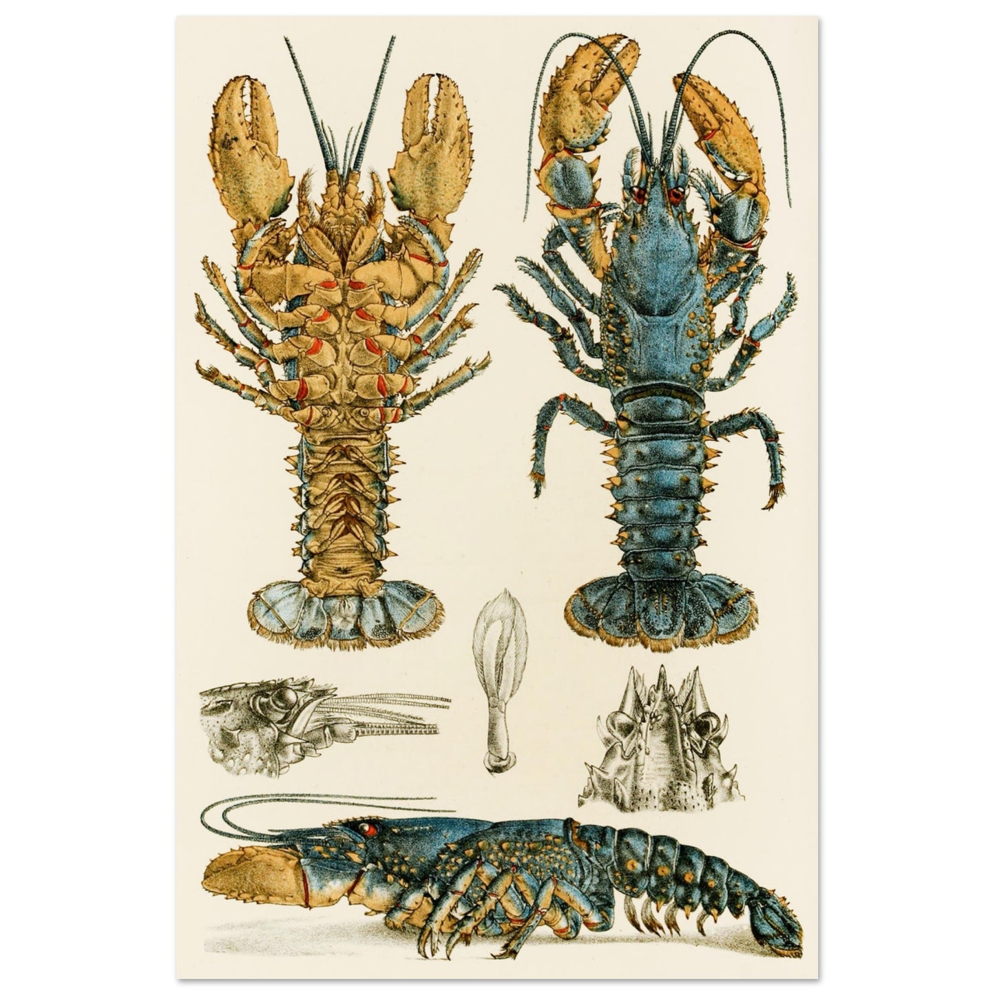 Crustacea II Art Print by Frederick McCoy Vintage Natural History Illustration – room setting display | Buy Irish Art