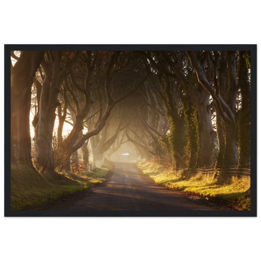 Dark Hedges, Ireland, Irish landscape Photography Prints Framed Photographic Print – framed print close-up | Buy Irish Art