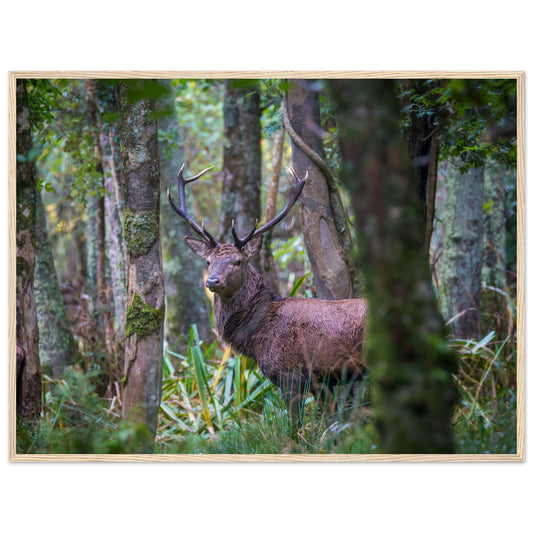 Irish Red Deer Photographic Print – framed print close-up | Buy Irish Art