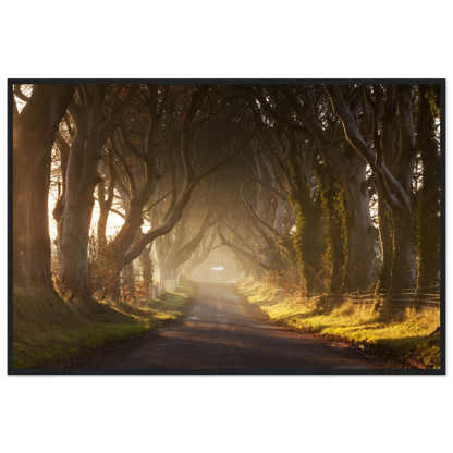 Dark Hedges, Ireland, Irish landscape Photography Prints Framed Photographic Print – detail view | Buy Irish Art