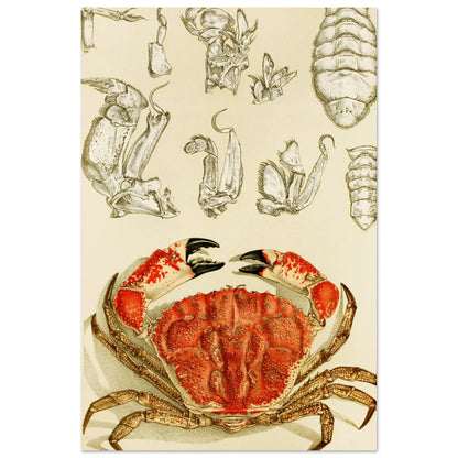 Crustacea III Art Print by Irish Artist Frederick McCoy Vintage Natural History Illustration – framed print close-up | Buy Irish Art