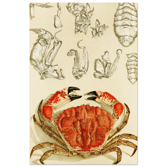 Crustacea III Art Print by Irish Artist Frederick McCoy Vintage Natural History Illustration – framed print close-up | Buy Irish Art