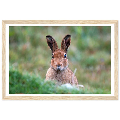 Irish Hare Photographic Print – room setting display | Buy Irish Art