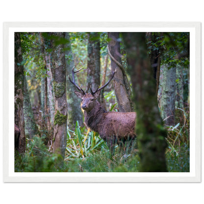 Irish Red Deer Photographic Print – view 9 | Buy Irish Art