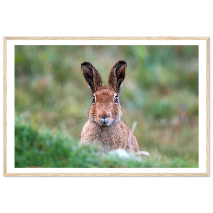 Irish Hare Photographic Print – detail view | Buy Irish Art