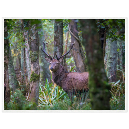 Irish Red Deer Photographic Print – room setting display | Buy Irish Art