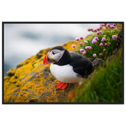 Puffin Photographic Print – view 6 | Buy Irish Art
