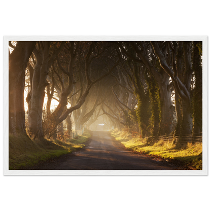 Dark Hedges, Ireland, Irish landscape Photography Prints Framed Photographic Print – size comparison view | Buy Irish Art