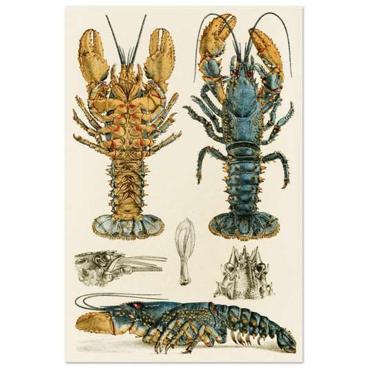 Crustacea II Art Print by  Frederick McCoy Vintage Natural History Illustration – framed print close-up | Buy Irish Art