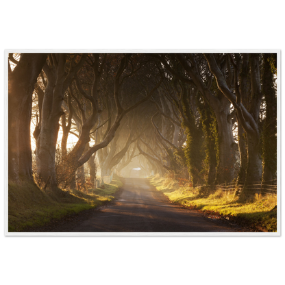 Dark Hedges, Ireland, Irish landscape Photography Prints Framed Photographic Print – room setting display | Buy Irish Art