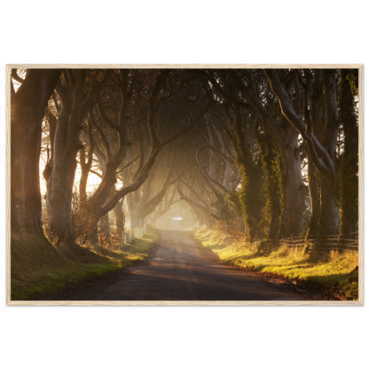 Dark Hedges, Ireland, Irish landscape Photography Prints Framed Photographic Print – view 6 | Buy Irish Art