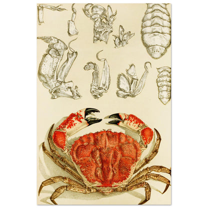 Crustacea III Art Print by Irish Artist Frederick McCoy Vintage Natural History Illustration – Irish wall art print | Buy Irish Art