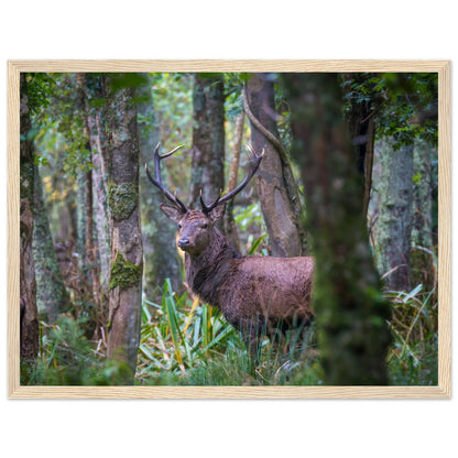 Irish Red Deer Photographic Print – view 6 | Buy Irish Art