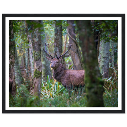 Irish Red Deer Photographic Print – view 7 | Buy Irish Art