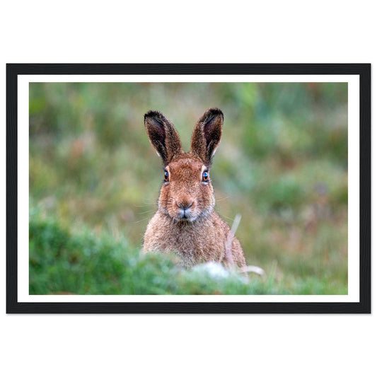 Irish Hare Photographic Print – framed print close-up | Buy Irish Art