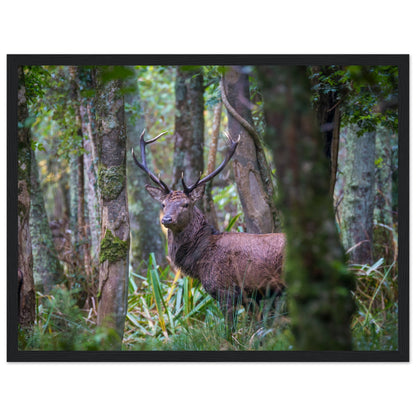 Irish Red Deer Photographic Print – Irish wall art print | Buy Irish Art