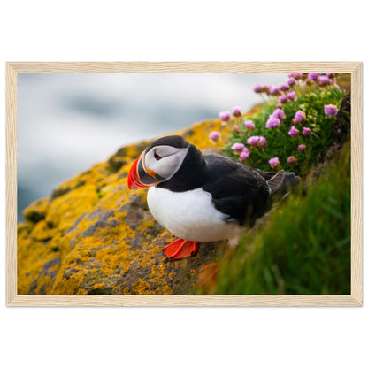 Puffin Photographic Print – view 9 | Buy Irish Art