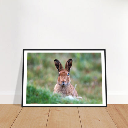 Irish Hare Photographic Print – view 7 | Buy Irish Art
