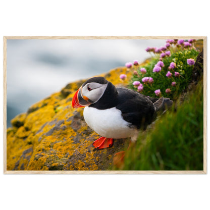 Puffin Photographic Print – view 8 | Buy Irish Art