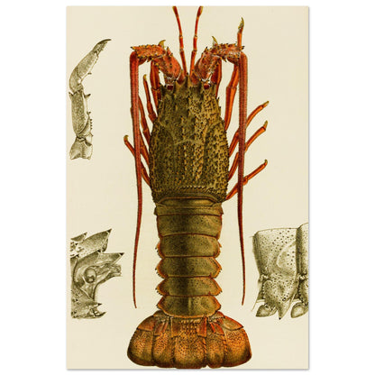 Crustacea I Art Print by Frederick McCoy Vintage Natural History Illustration – framed print close-up | Buy Irish Art