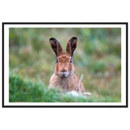 Irish Hare Photographic Print – Irish wall art print | Buy Irish Art