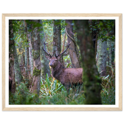 Irish Red Deer Photographic Print – view 8 | Buy Irish Art