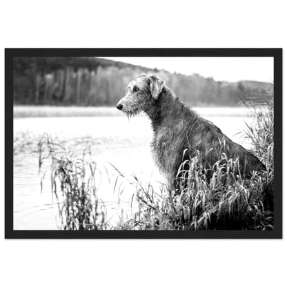 Irish Wolfhound black and white wall art print — gallery edition framed
