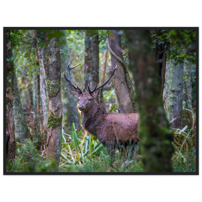 Irish Red Deer Photographic Print – size comparison view | Buy Irish Art