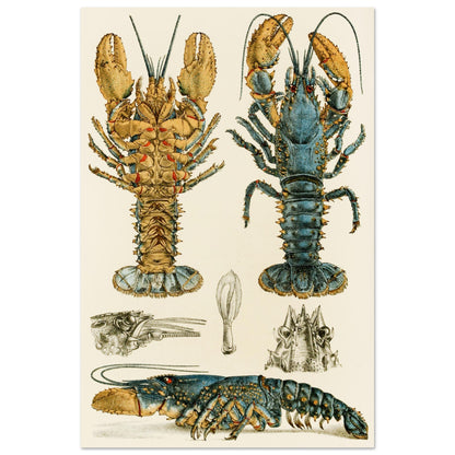 Crustacea II Art Print by  Frederick McCoy Vintage Natural History Illustration – Irish wall art print | Buy Irish Art
