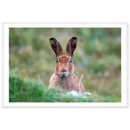 Irish Hare Photographic Print – size comparison view | Buy Irish Art