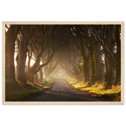 Dark Hedges, Ireland, Irish landscape Photography Prints Framed Photographic Print – Irish wall art print | Buy Irish Art