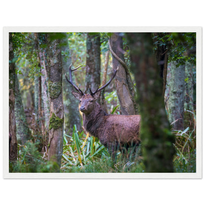 Irish Red Deer Photographic Print – detail view | Buy Irish Art