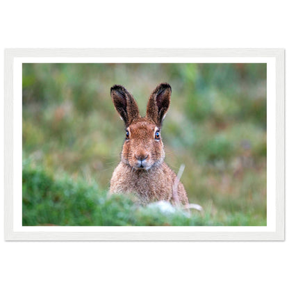Irish Hare Photographic Print – view 6 | Buy Irish Art
