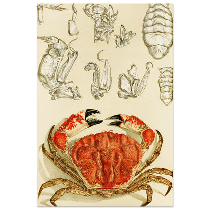 Crustacea III Art Print by Irish Artist Frederick McCoy Vintage Natural History Illustration – room setting display | Buy Irish Art