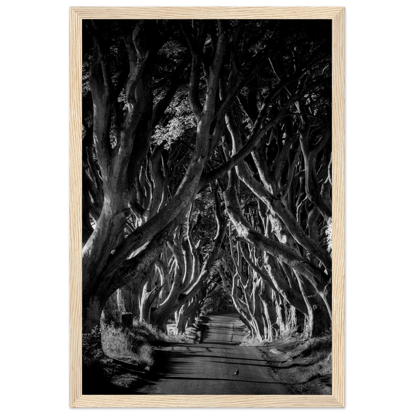 Dark Hedges framed wall art: Stunning photograph capturing interlocking beech trees forming a hauntingly beautiful avenue in Northern Ireland