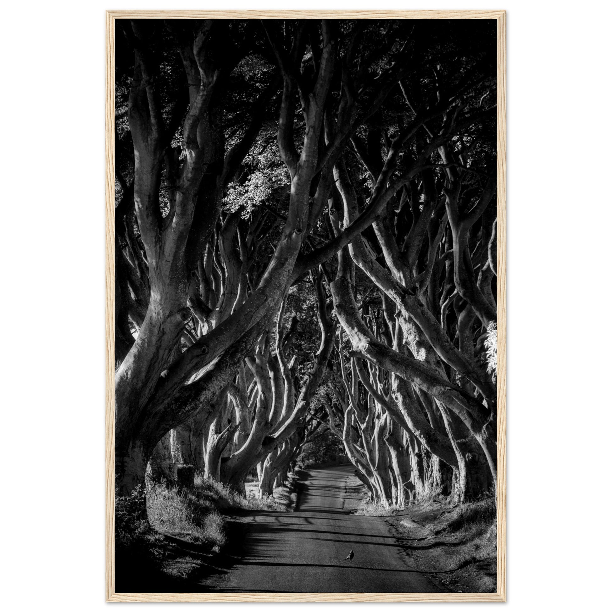 Dark Hedges framed wall art: Stunning photograph capturing interlocking beech trees forming a hauntingly beautiful avenue in Northern Ireland