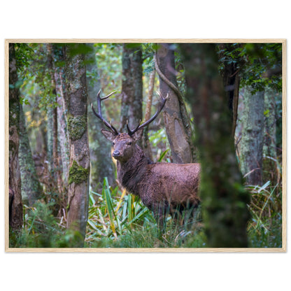 Irish Red Deer Photographic Print – framed print close-up | Buy Irish Art