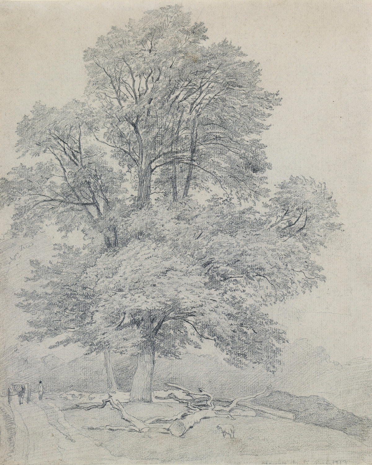 A Wych Elm at Hawley, Hampshire, graphite drawing by William Mulready, 1813