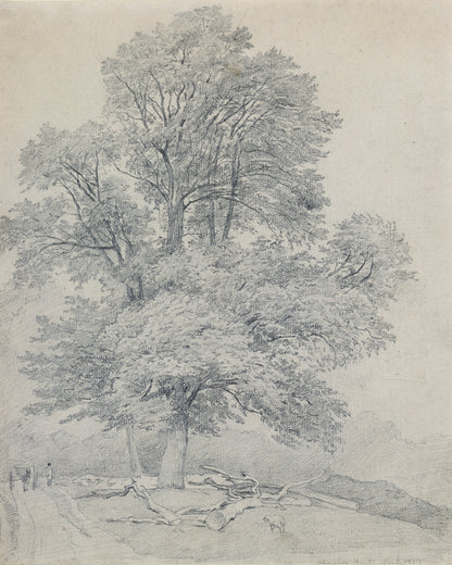 A Wych Elm at Hawley, Hampshire, graphite drawing by William Mulready, 1813