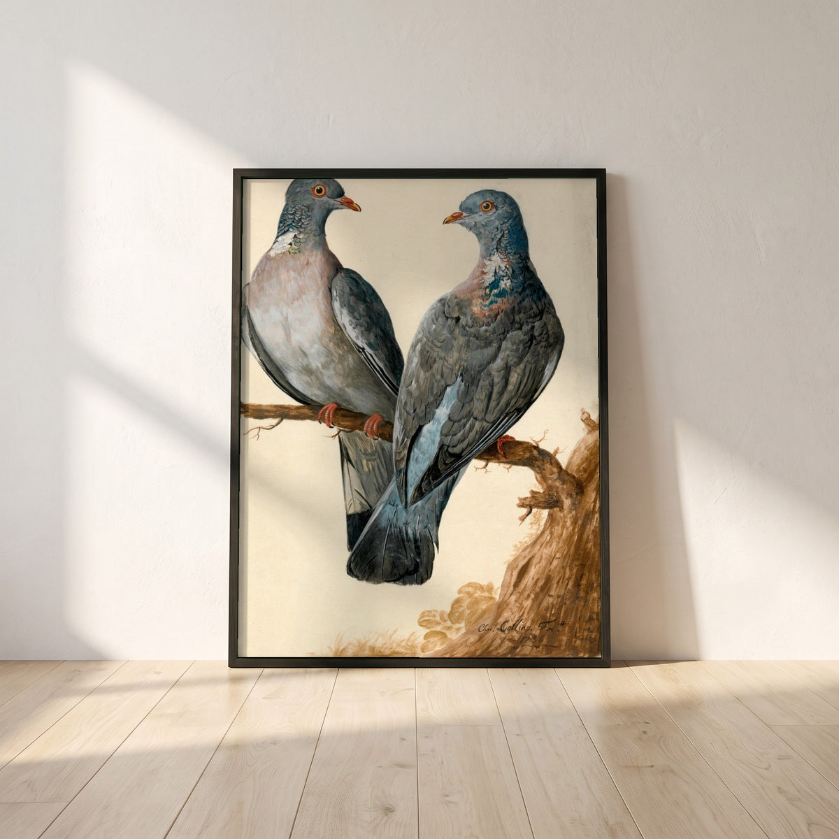Two Wood Pigeons framed print in a black frame leaning against a white plaster wall on oak floorboards in morning light