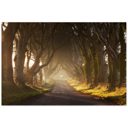 Dark Hedges, Ireland, Irish landscape Photography Prints Framed Photographic Print – view 7 | Buy Irish Art